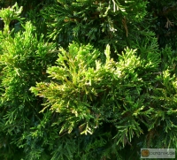 Juniperus virginiana canaertii -- Canaert's Zypressen-Wacholder